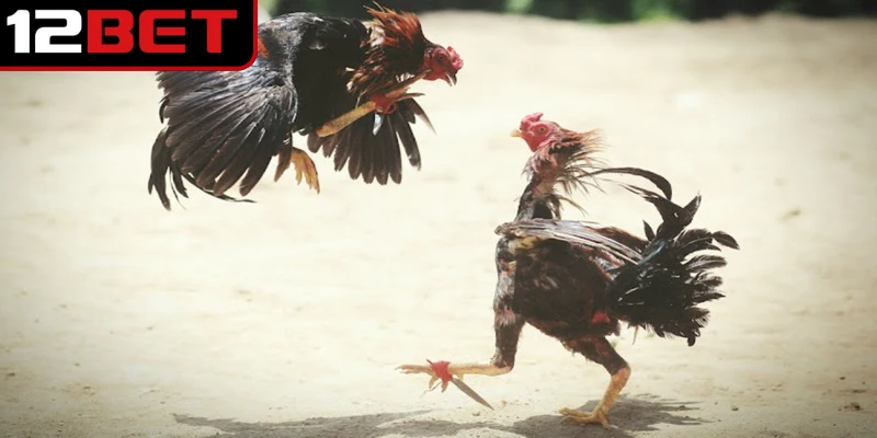 Hiểu rõ luật chơi giúp người mới tham gia đá gà ăn tiền tự tin hơn, giảm rủi ro 