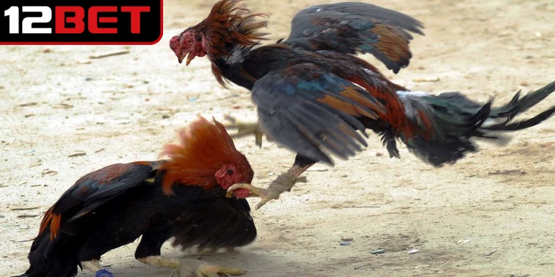 Hướng dẫn cách theo dõi đá gà trực tiếp Thomo 24/7 nhanh chóng 