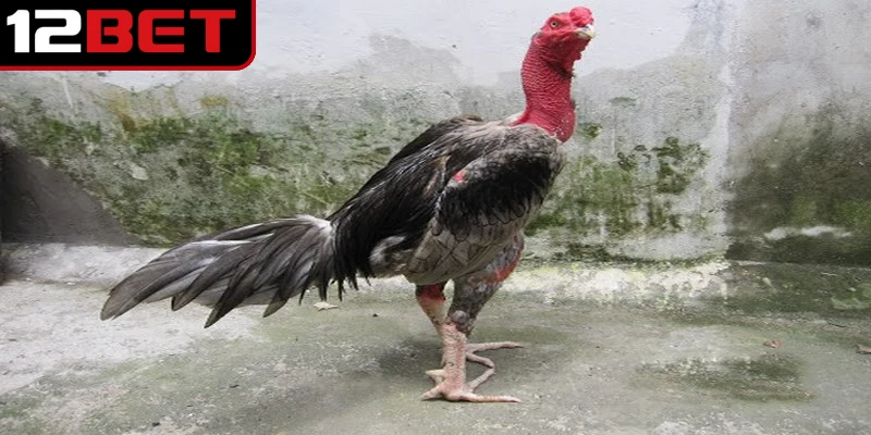 Gà xám là gì đang là thắc mắc của nhiều anh em trong giới chọi kê