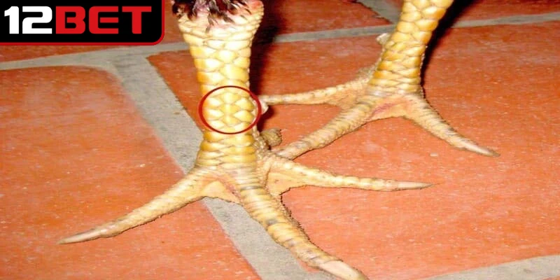 Những loại vảy gà huyền trâm được ưa chuộng nhất trong giới chọi kê