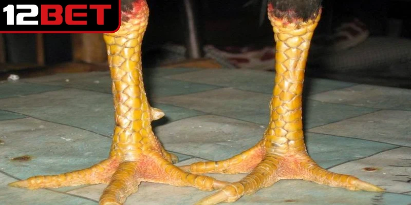 Vảy gà tam tài là một trong những loại vảy được các sư kê lâu năm đánh giá cao 