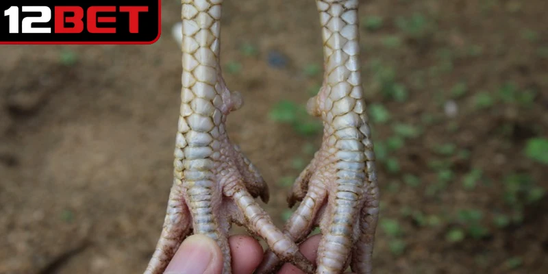 Vảy gà tứ quý phủ địa là dạng được hình thành bởi 4 vảy đều nhau